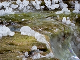 Das Plasmodium von Ceratiomyxa fruticulosa überzieht  alte Baumstubben mit einer gallertartigen Masse.